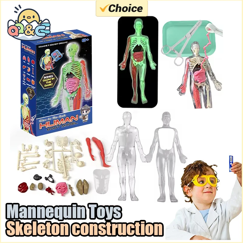 Human Skeleton Organ Anatomy B - Kids Education Music recension och pris