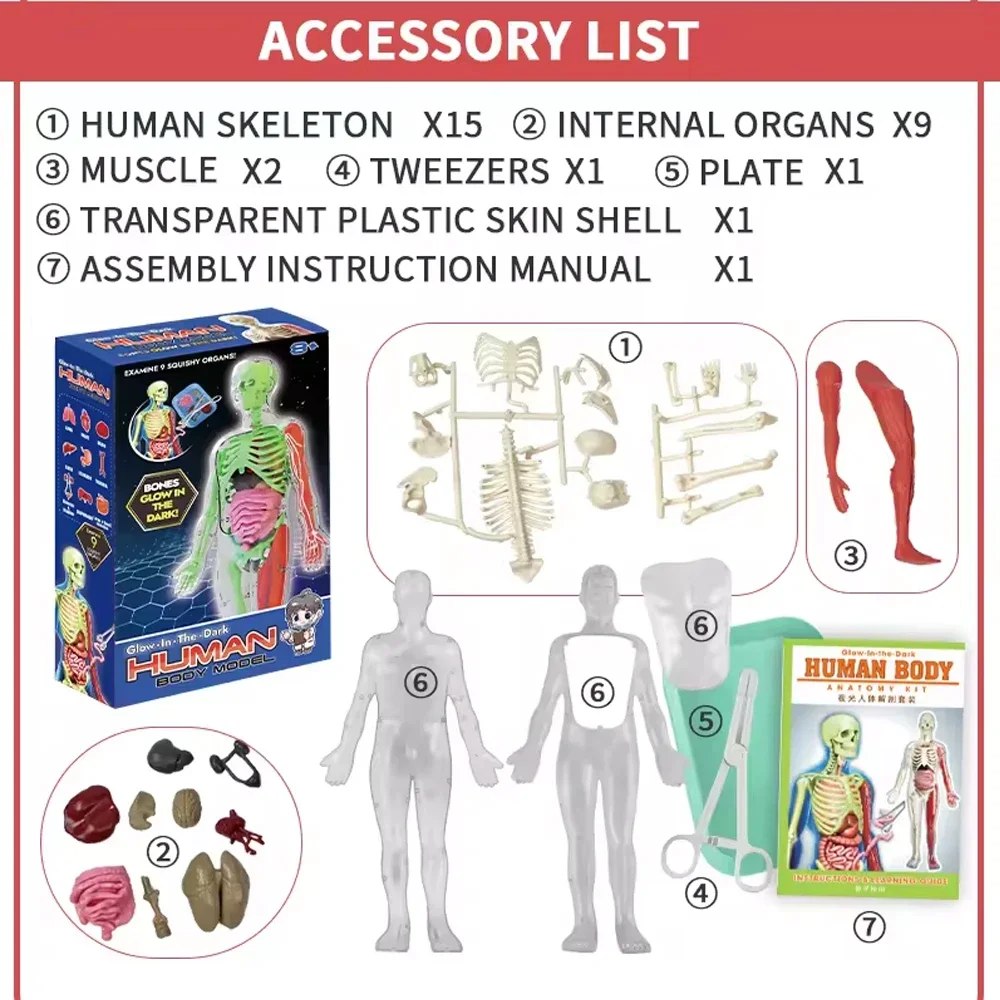 Human Skeleton Organ Anatomy B - Kids Education Music recension och pris